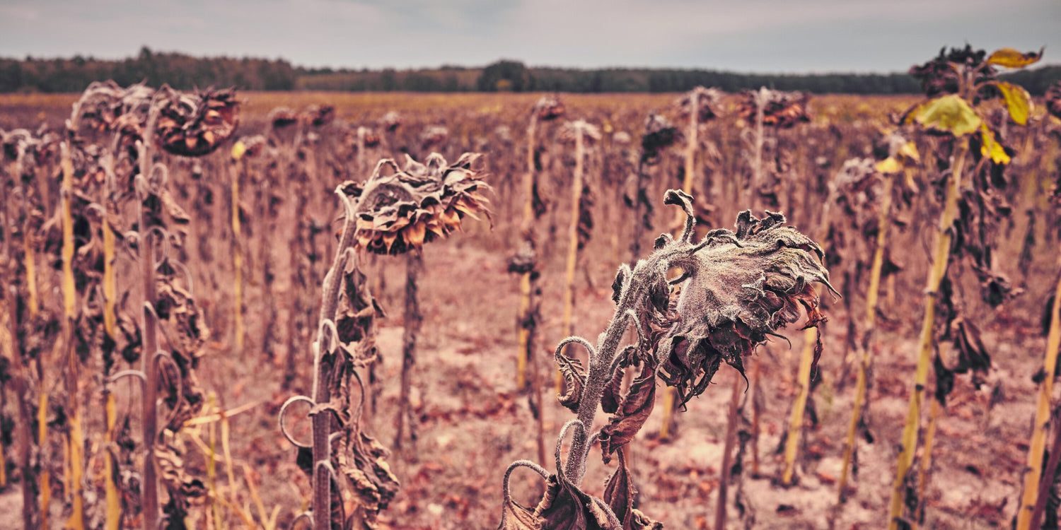 Méhek eltűnnének a Földről, mi történne? - Nagy Vitamin