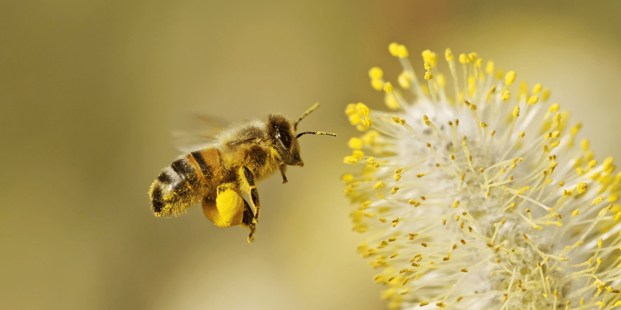 Méhek szerepe az emberek életében - Nagy Vitamin
