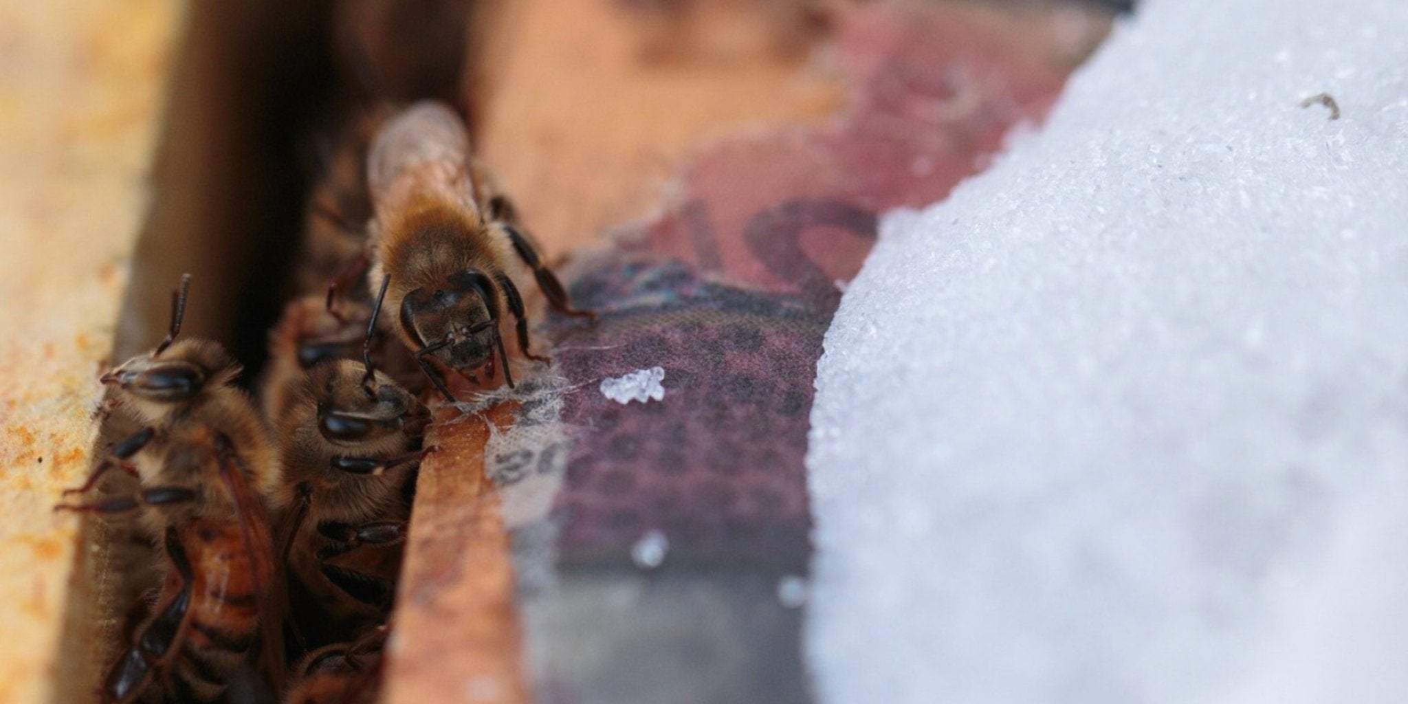 Méhészek téli munkái - Nagy Vitamin