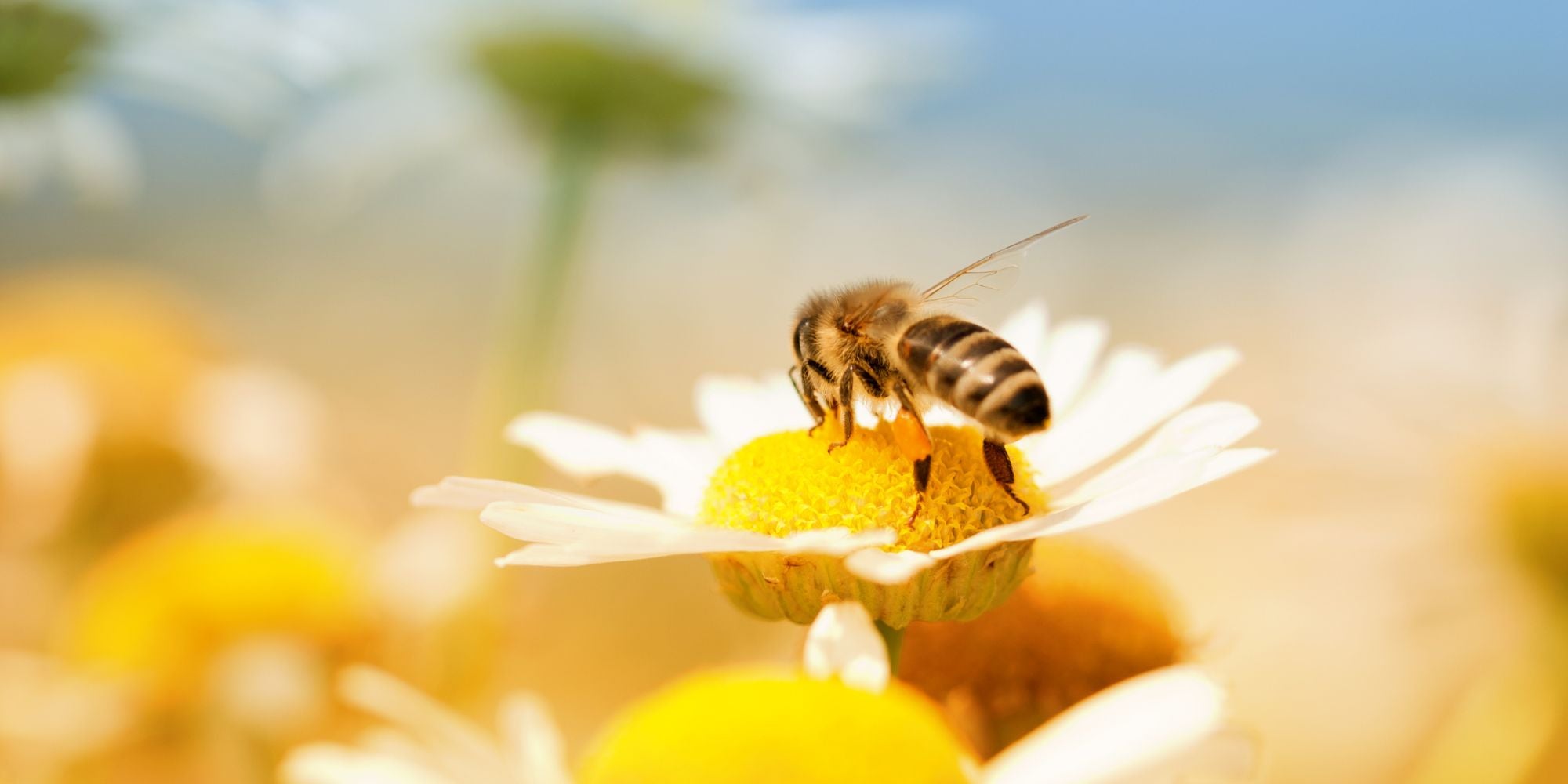 Méhek táplálékai, avagy mit esznek a méhek - Nagy Vitamin