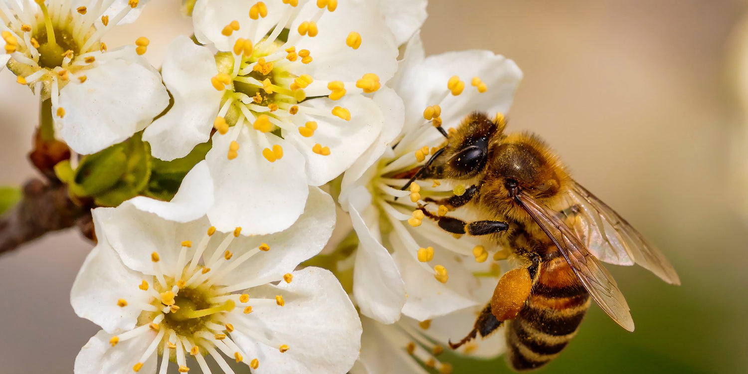 Tavaszi Munkák a Méhészetben - Nagy Vitamin
